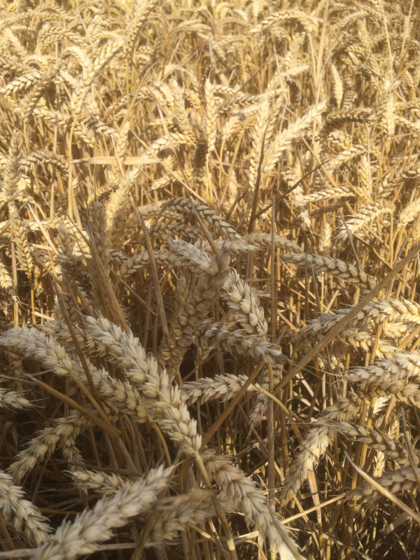 Ripened grain waiting to be harvested